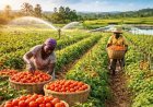Tomato Traders Move Beyond Sahel